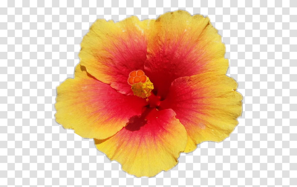 Flower Freetoedit Hawaiian Hibiscus, Plant, Blossom, Petal, Anther Transparent Png