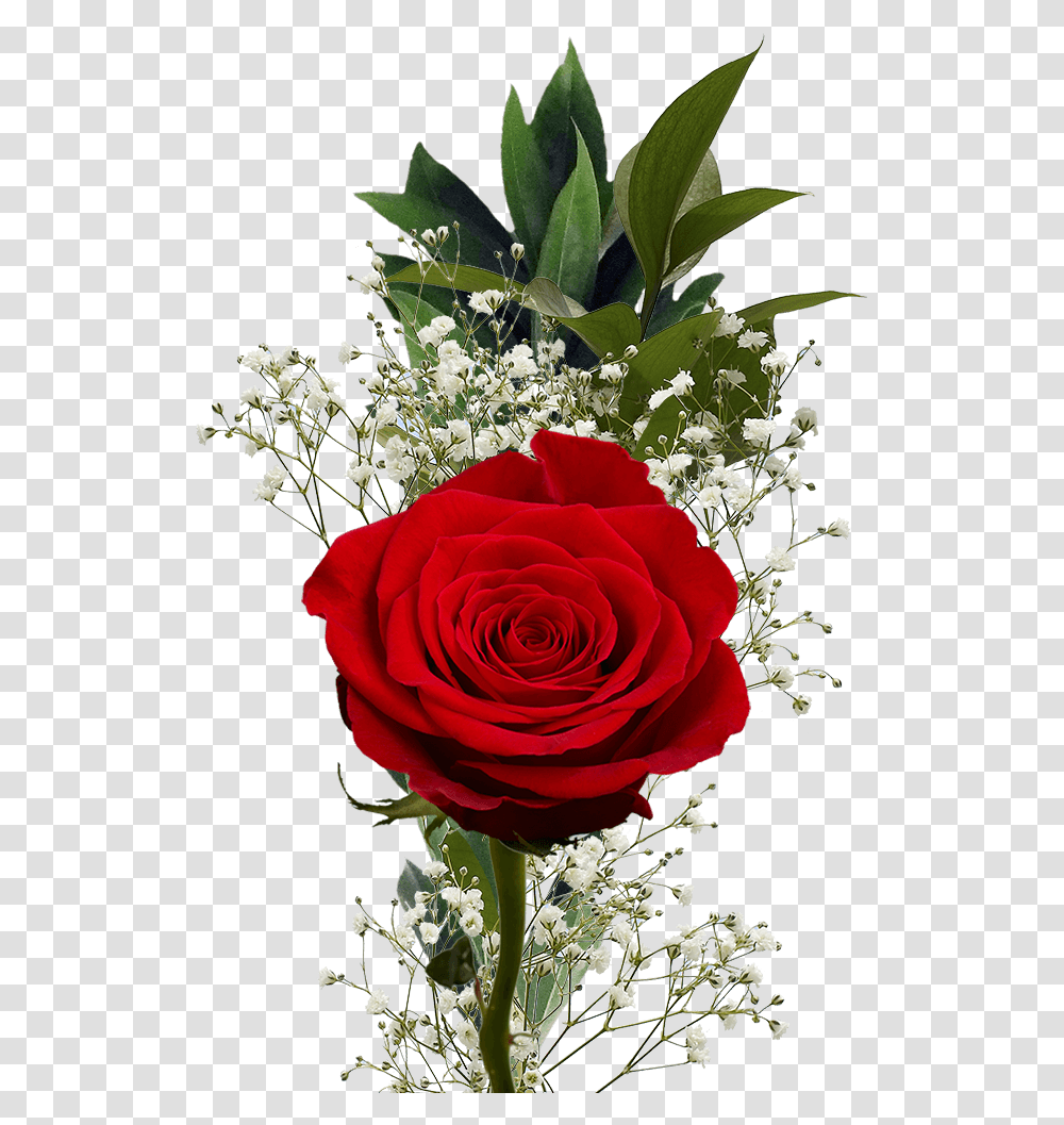 Flower Fundraiser Bouquets Single Roses With Fillers Rose, Plant, Blossom, Flower Arrangement, Flower Bouquet Transparent Png