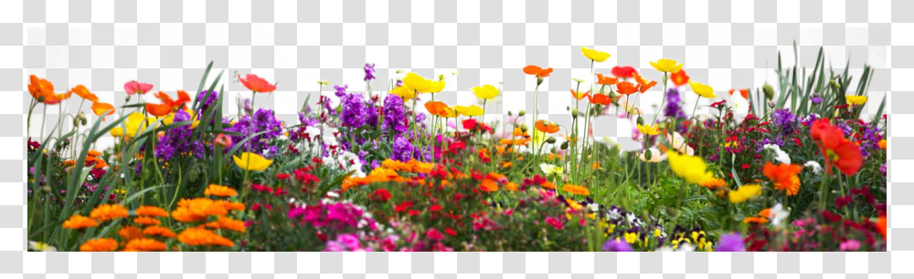 Flower Garden Hd, Plant, Anemone, Blossom, Petal Transparent Png
