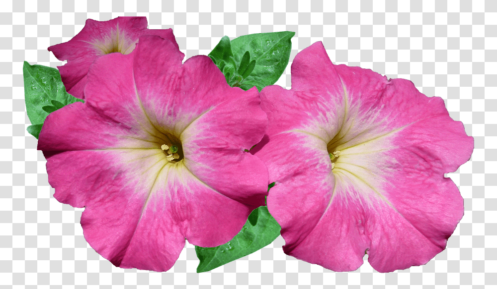 Flower, Geranium, Plant, Blossom, Petal Transparent Png