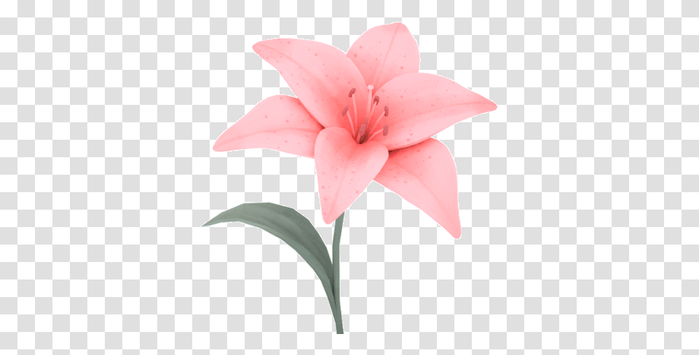 Flower Gif 11 Images Background Flower Gif, Plant, Blossom, Lily, Amaryllis Transparent Png