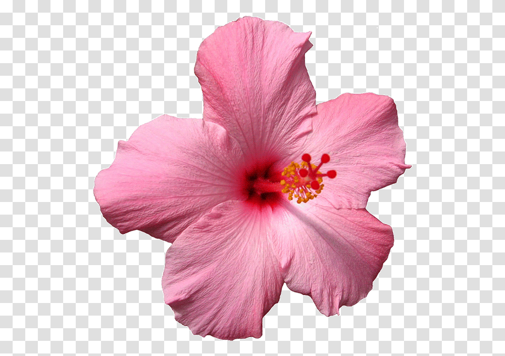 Flower Gif Pink Spinning Sticker By Pink Hawaii Flower, Plant, Hibiscus, Blossom, Pollen Transparent Png