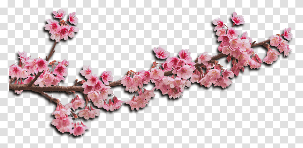 Flower Haar, Plant, Blossom, Cherry Blossom, Geranium Transparent Png
