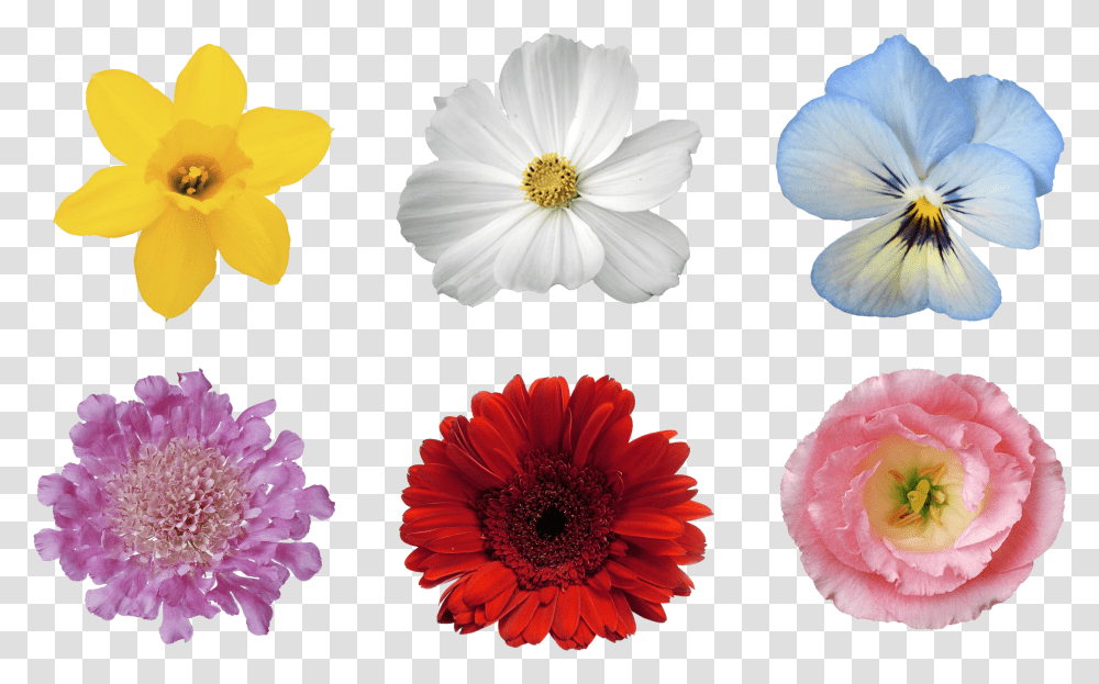 Flower Hair Flower Images For Photoshop Transparent Png