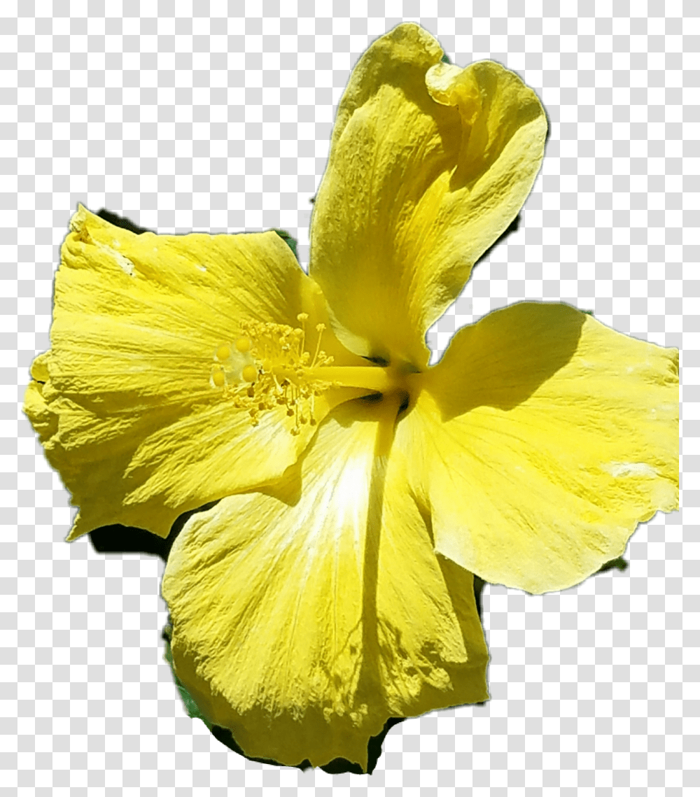 Flower Hawaiian Hibiscus, Plant, Blossom, Pollen, Anther Transparent Png