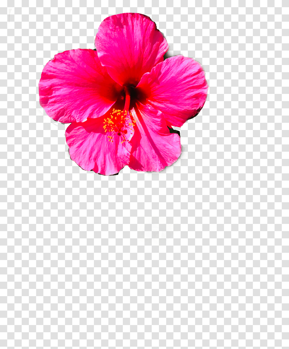 Flower Hawaiian Hibiscus, Plant, Blossom, Pollen, Petal Transparent Png