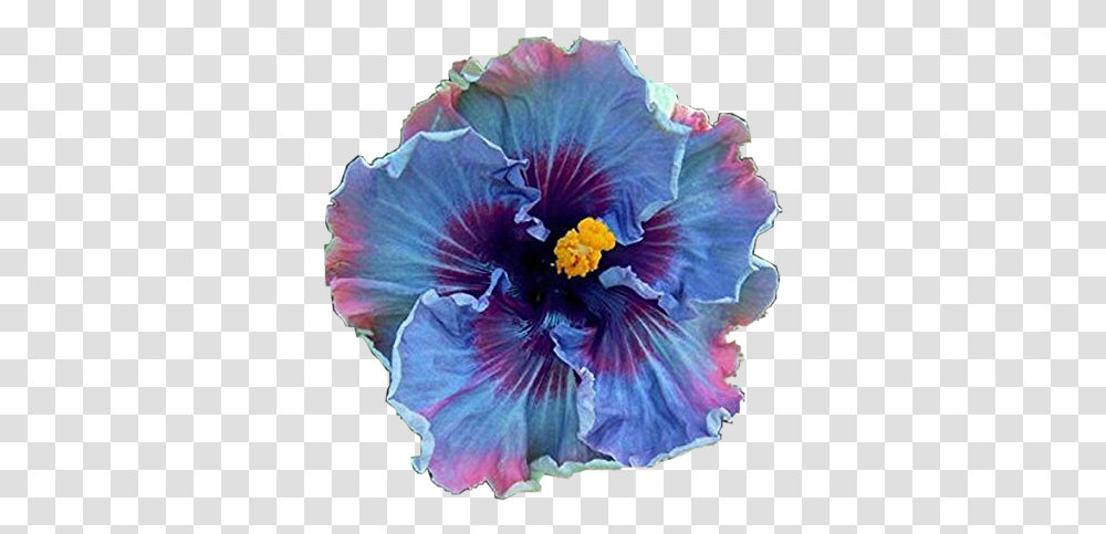 Flower Hawaiian Tropical Flowers Blue Rose Of Sharon Tree, Plant, Blossom, Petal, Anther Transparent Png