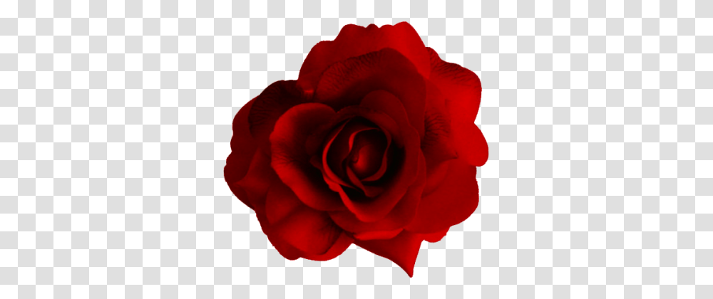 Flower Hd Red Rose, Plant, Blossom, Petal Transparent Png