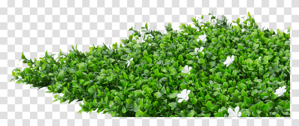 Flower Hedge Ground Cover Plant, Vegetation, Outdoors, Water, Leaf Transparent Png