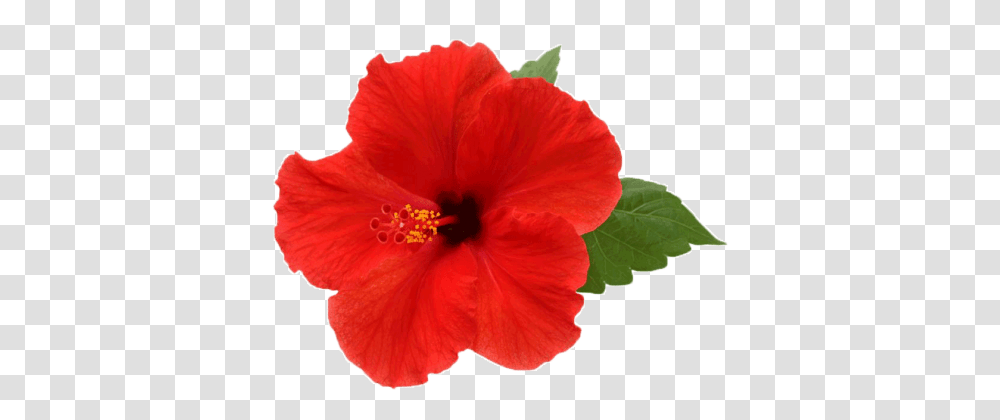 Flower Hibiscus Natur, Plant, Blossom, Anther Transparent Png