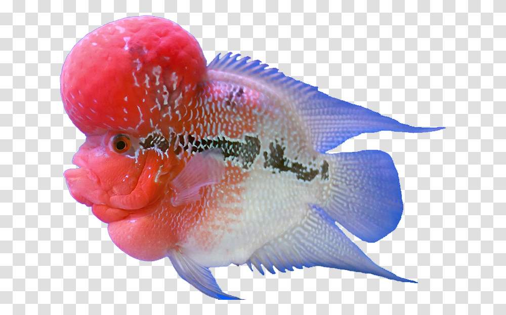 Flower Horn Fish Hd, Animal, Goldfish, Angelfish, Sea Life Transparent Png