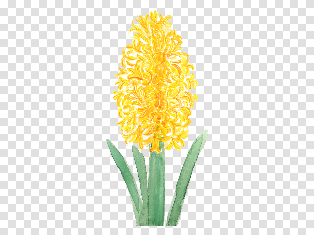 Flower Hyacinth Watercolor, Plant, Blossom, Aloe, Pineapple Transparent Png