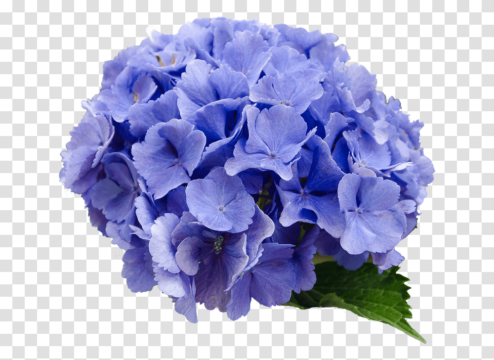Flower Hydrangea Blue Background Hydrangea Flower, Geranium, Plant, Blossom, Rose Transparent Png