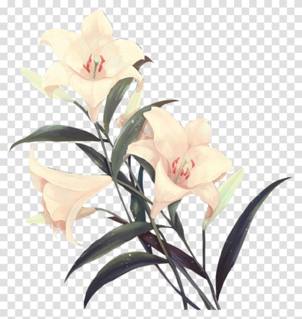 Flower I Used Most Aesthetic Vintage Flowers, Plant, Blossom, Lily, Amaryllidaceae Transparent Png