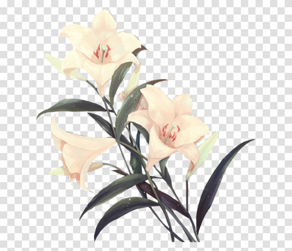 Flower I Used Most On My Edits Flower, Plant, Blossom, Amaryllis, Amaryllidaceae Transparent Png