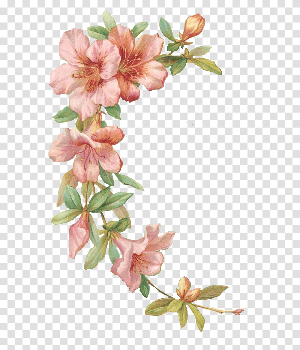 Flower Illustration Background, Plant, Blossom, Gladiolus, Geranium Transparent Png