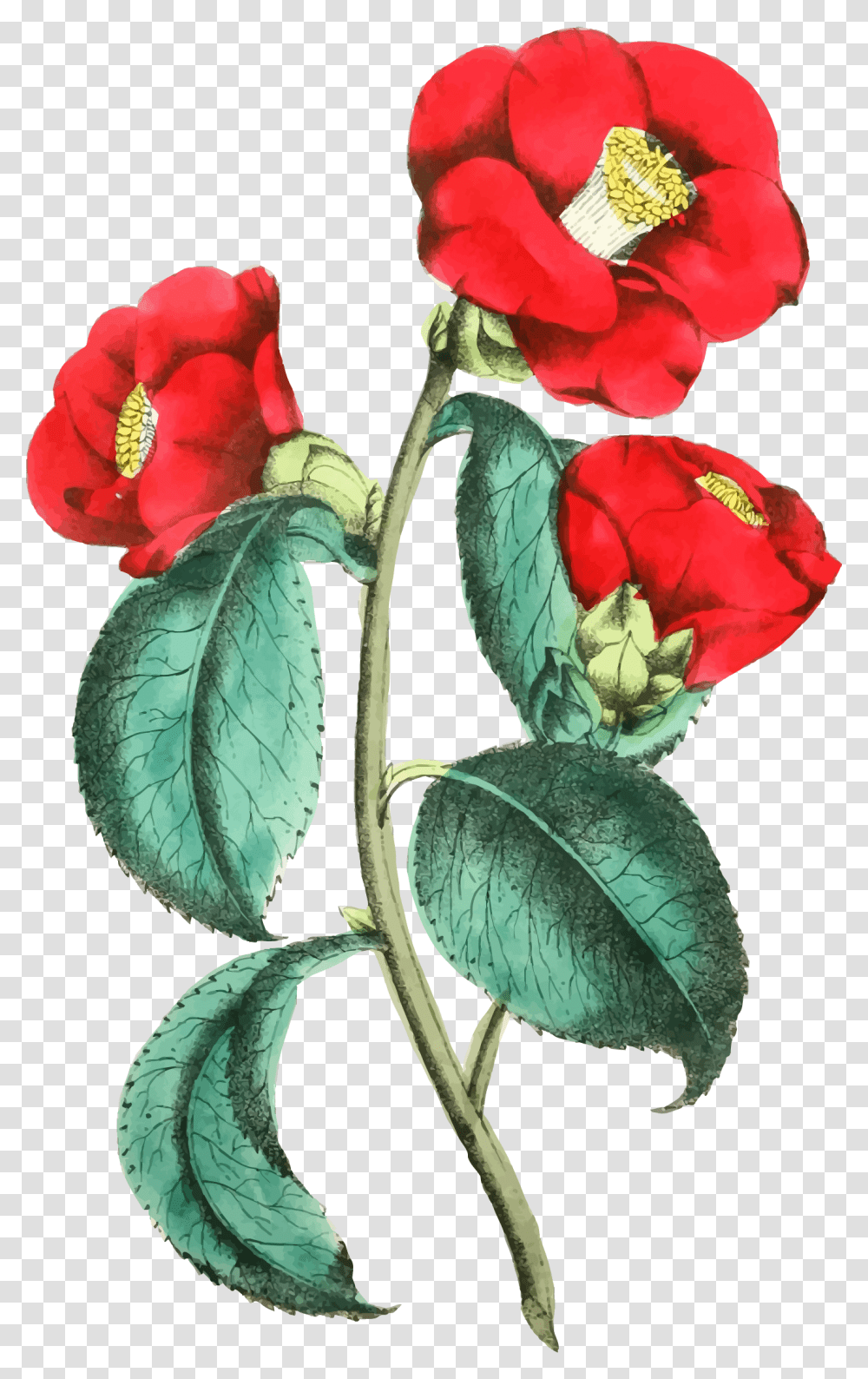 Flower Illustration Clipart Clip Art Images, Plant, Blossom, Geranium, Rose Transparent Png