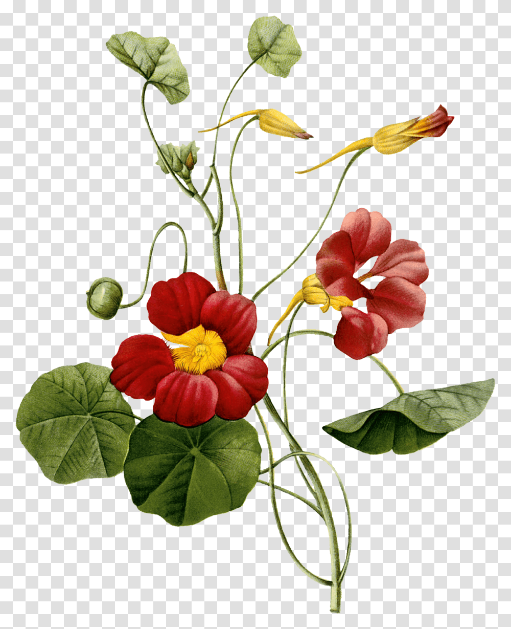 Flower Image By Botanical Nasturtium Plant Illustration, Blossom, Ikebana, Art, Vase Transparent Png