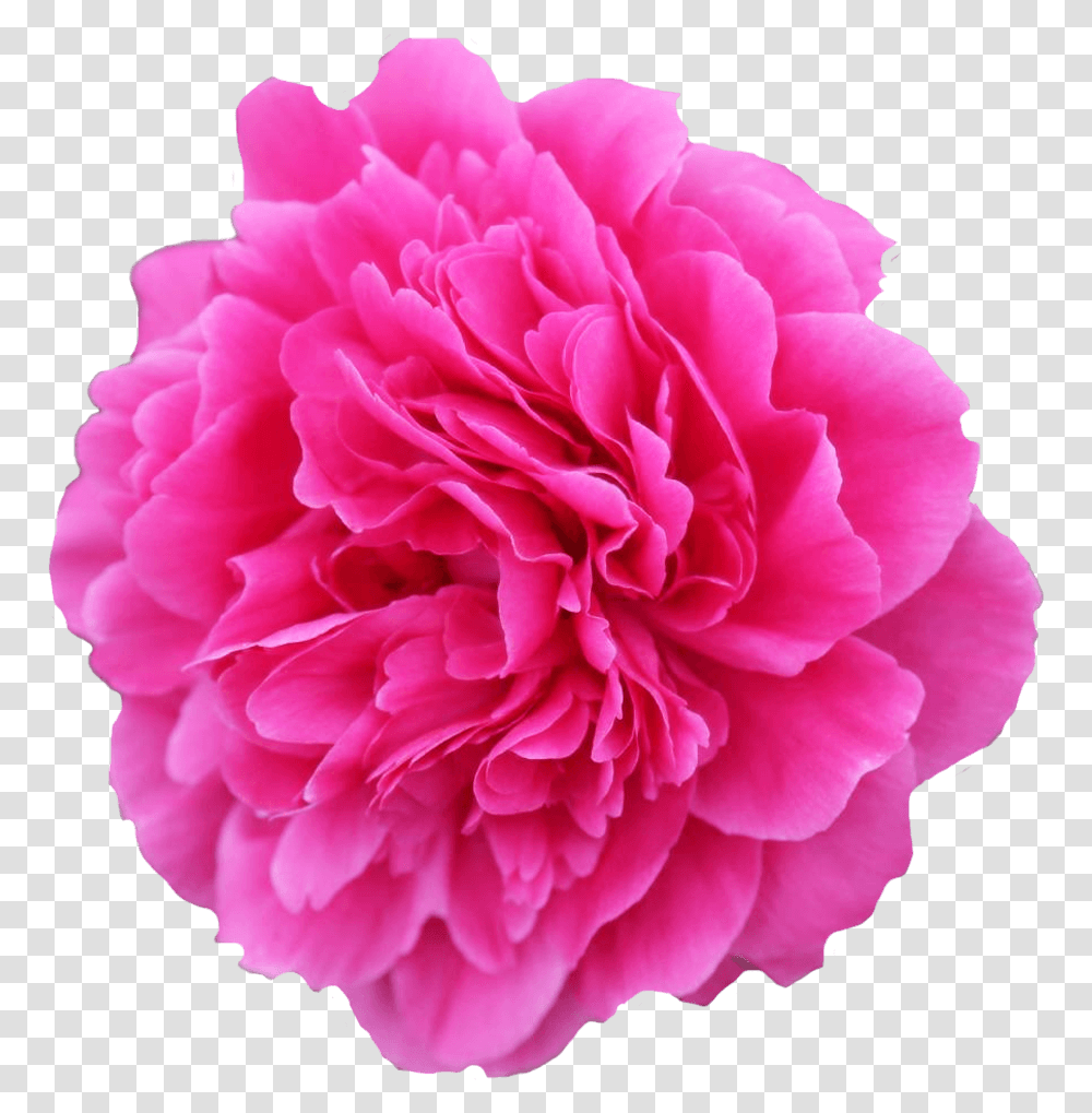 Flower Image Copyright Free, Plant, Rose, Blossom, Carnation Transparent Png