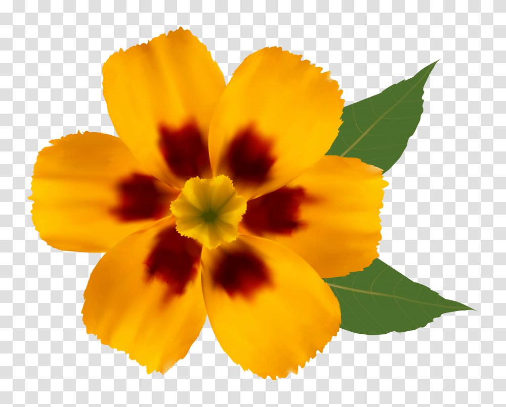 Flower Image Daisy, Plant, Petal, Blossom, Anther Transparent Png