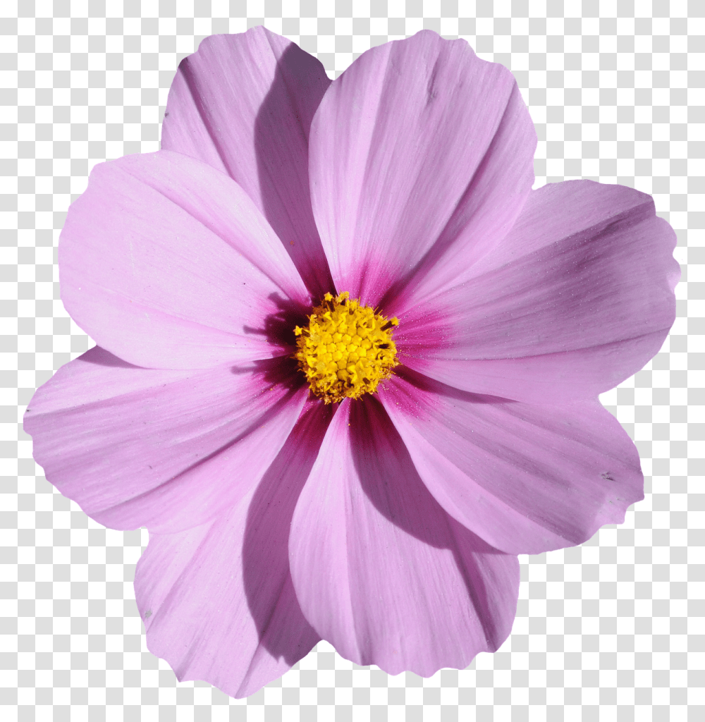 Flower Image File Formats Purple Cosmos Flower, Pollen, Plant, Blossom, Petal Transparent Png