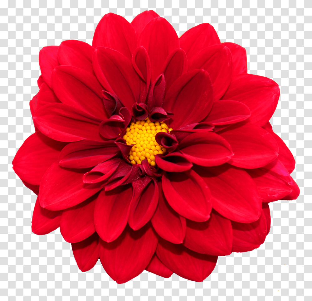 Flower Image Flower, Dahlia, Plant, Blossom, Rose Transparent Png