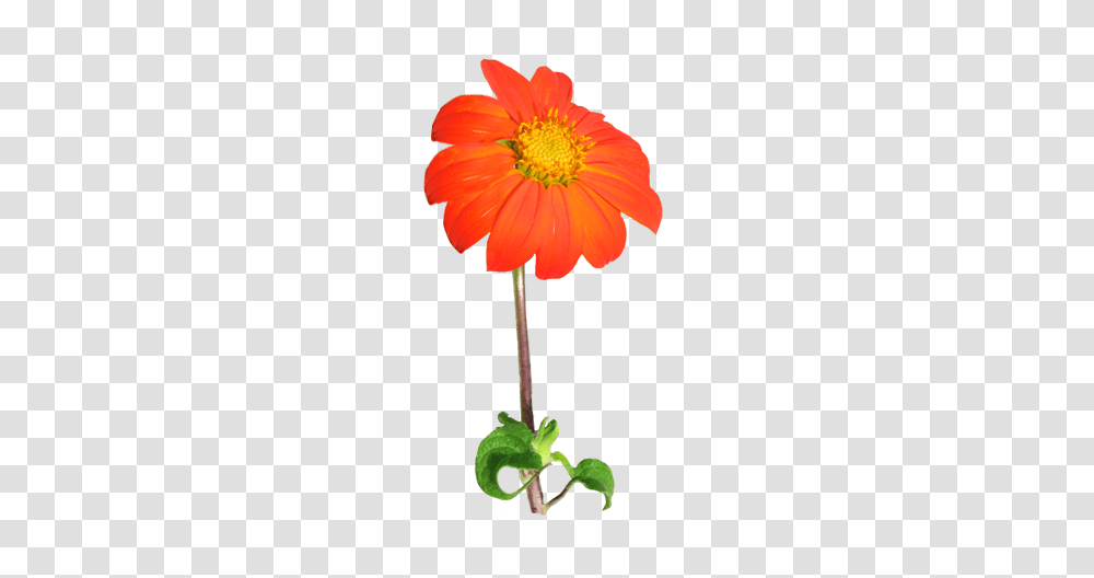 Flower Image Gallery, Plant, Blossom, Daisy, Anther Transparent Png