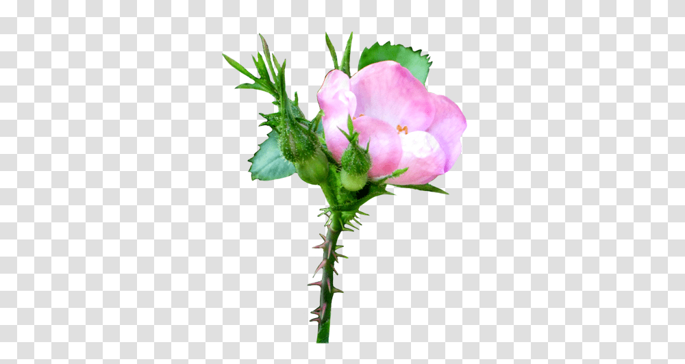 Flower Image Gallery, Plant, Blossom, Geranium, Rose Transparent Png