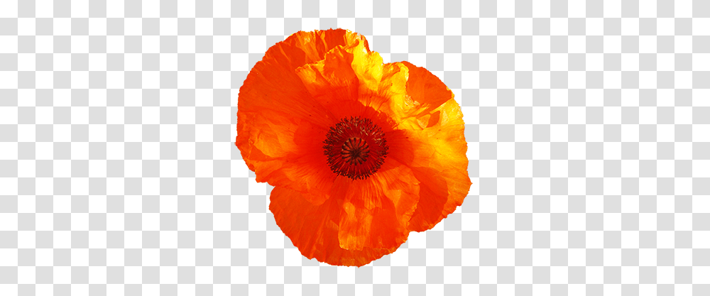 Flower Image Gallery, Plant, Blossom, Poppy, Anther Transparent Png