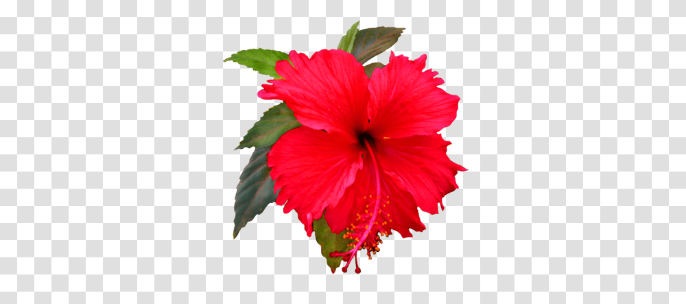 Flower Image Gallery, Plant, Hibiscus, Blossom, Pollen Transparent Png