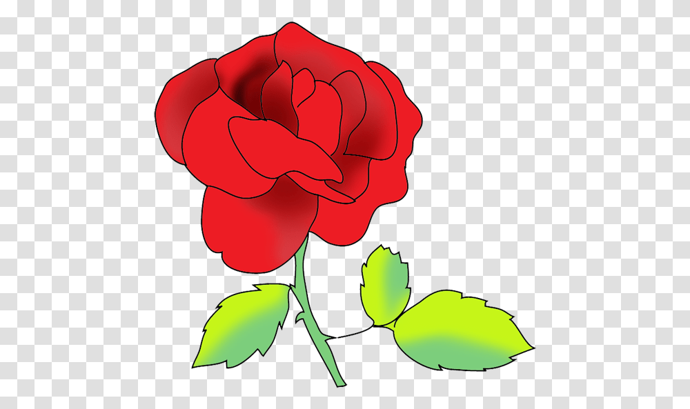 Flower Image Gallery Red Rose Drawing, Plant, Blossom, Carnation, Petal Transparent Png