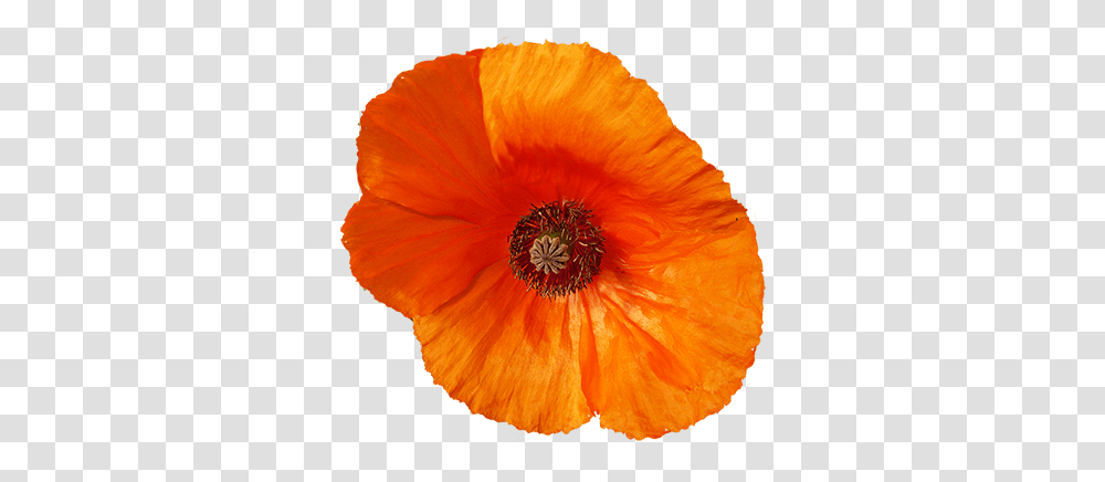 Flower Image Gallery Useful Floral Clip Art Corn Poppy, Plant, Blossom Transparent Png
