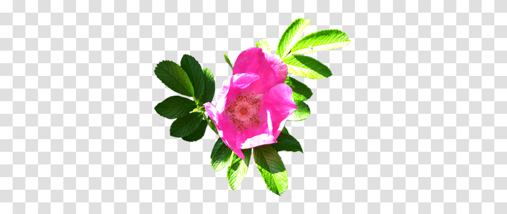 Flower Image Gallery Useful Floral Clip Art Flower Clip Art, Plant, Petal, Blossom, Leaf Transparent Png