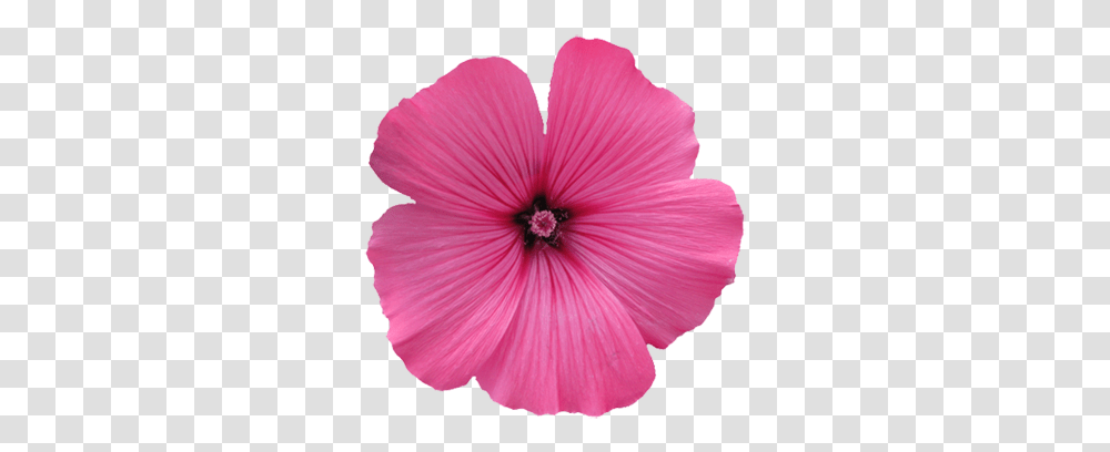Flower Image Gallery Useful Floral Clip Art Pink Flower Clip Art, Plant, Geranium, Blossom, Anther Transparent Png