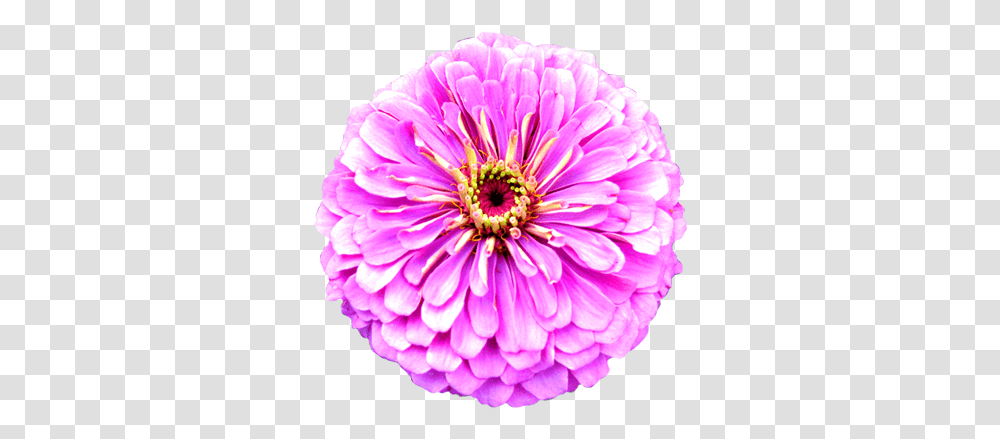 Flower Image Gallery Useful Floral Clip Art Real Purple Flower Clipart, Dahlia, Plant, Blossom, Anther Transparent Png