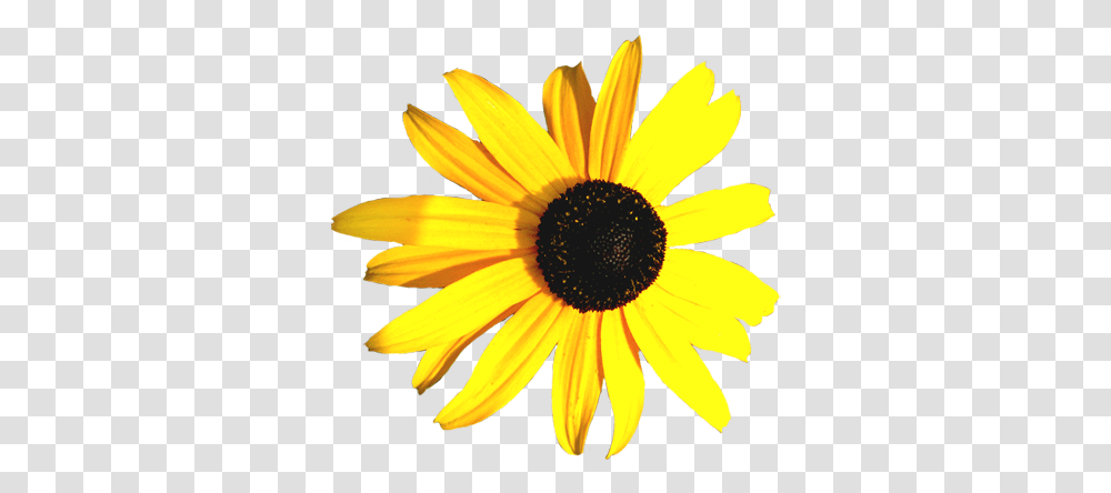 Flower Image Gallery Useful Floral Clip Art Yellow And Black Flowers, Plant, Blossom, Sunflower, Daisy Transparent Png
