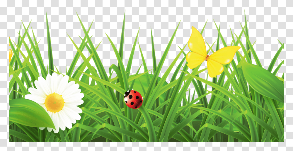 Flower Images Hd, Plant, Blossom, Daffodil, Grass Transparent Png