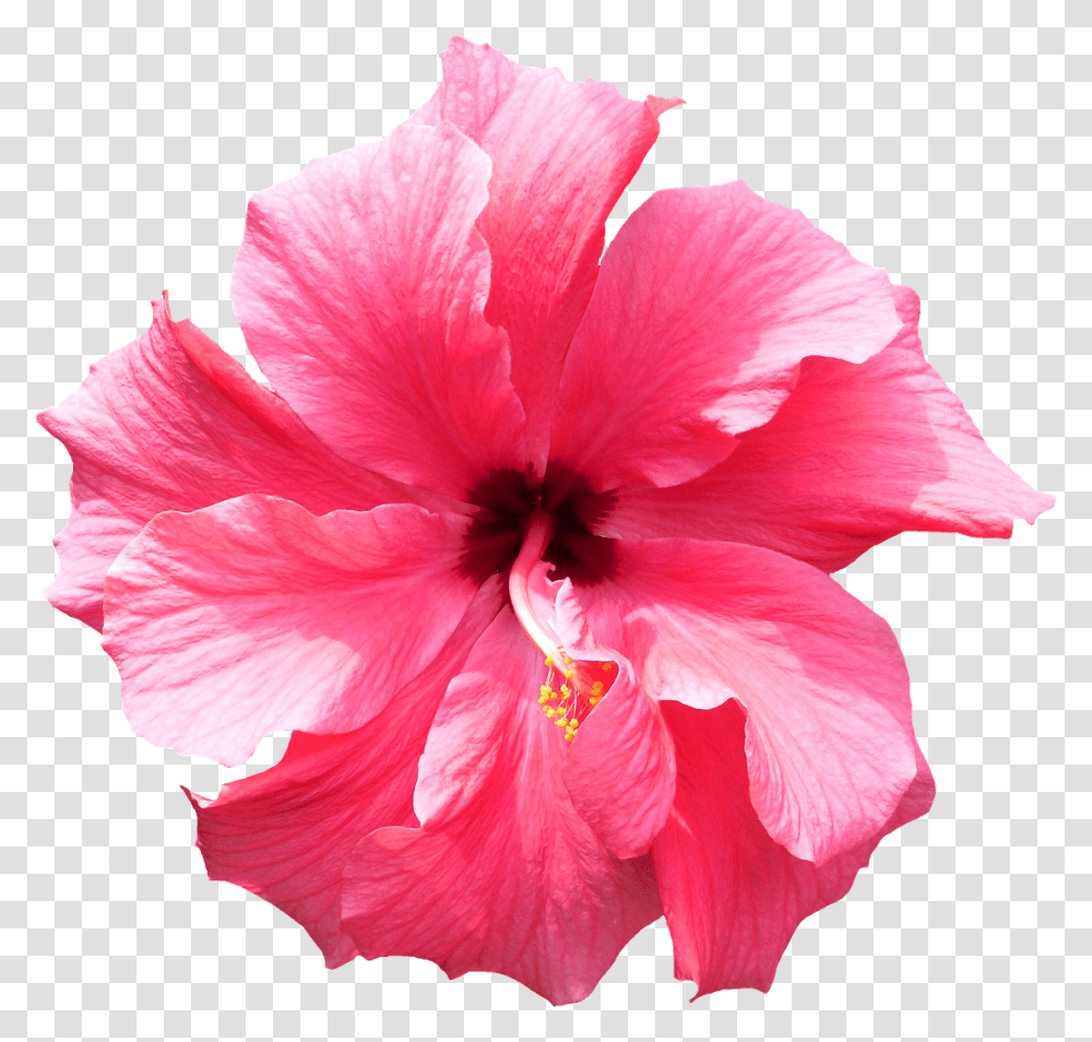 Flower Images, Hibiscus, Plant, Blossom Transparent Png