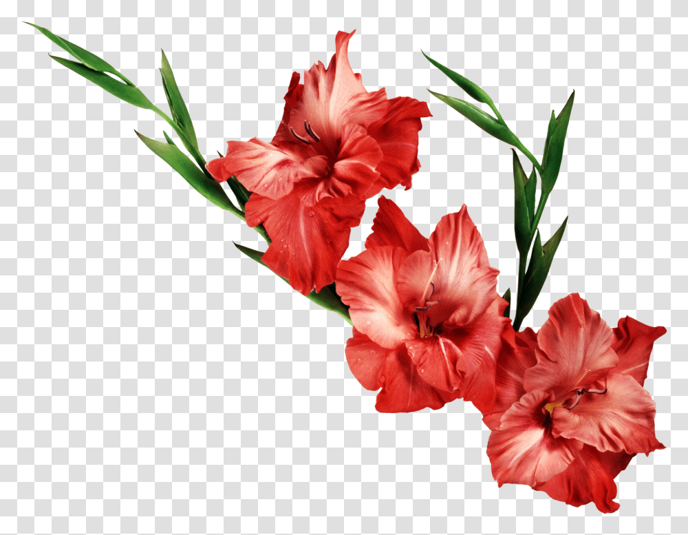 Flower Images With Background, Plant, Blossom, Amaryllis, Gladiolus Transparent Png