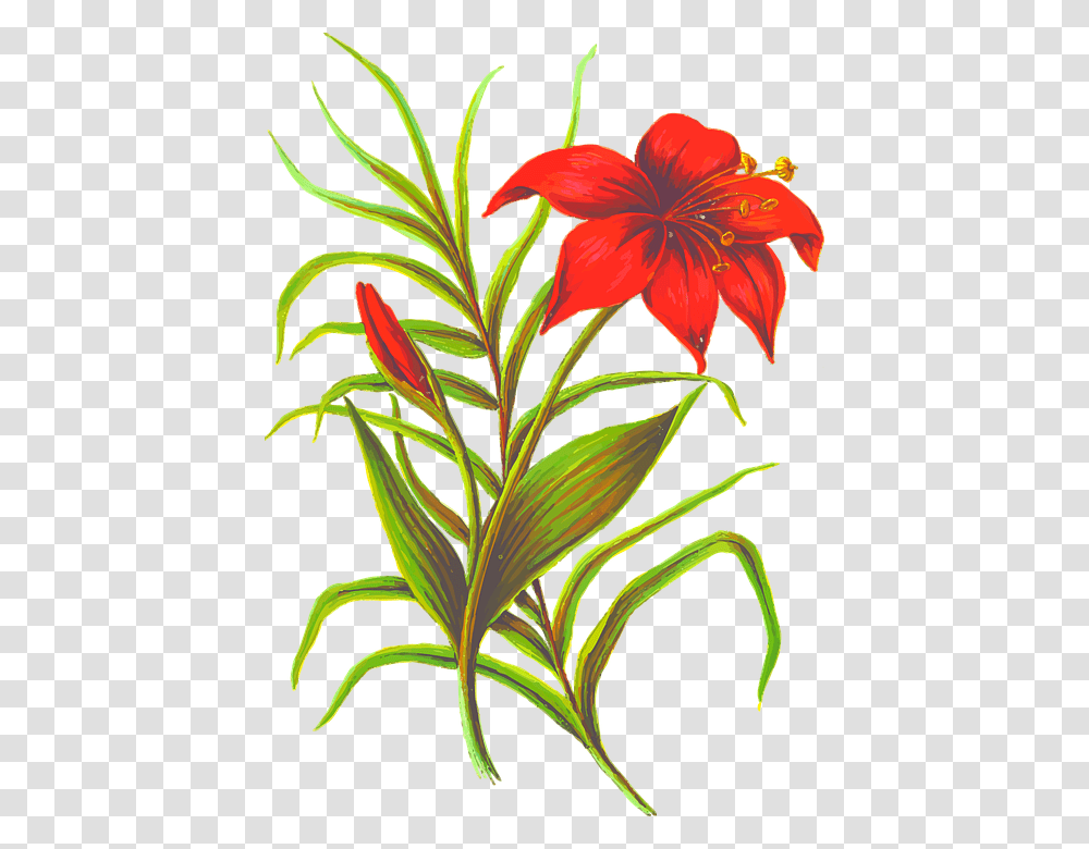 Flower Images With Leaves, Plant, Blossom, Petal, Amaryllidaceae Transparent Png