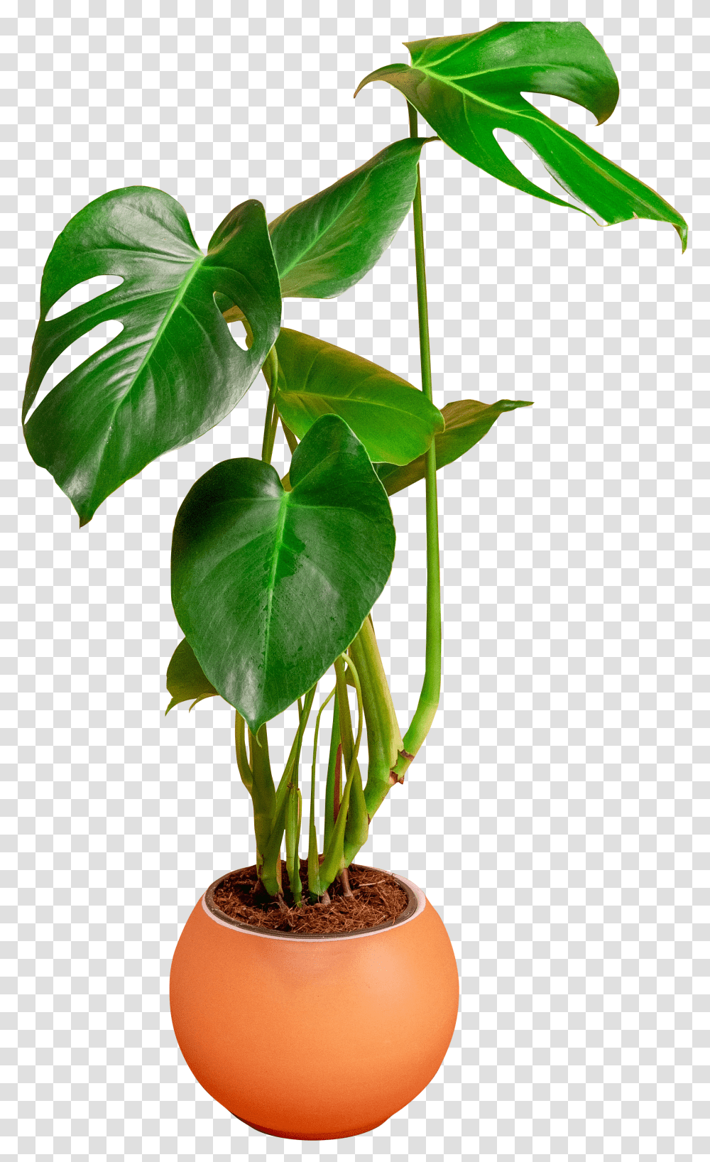 Flower In A Pot - For Free Cheese Plant Hd Transparent Png