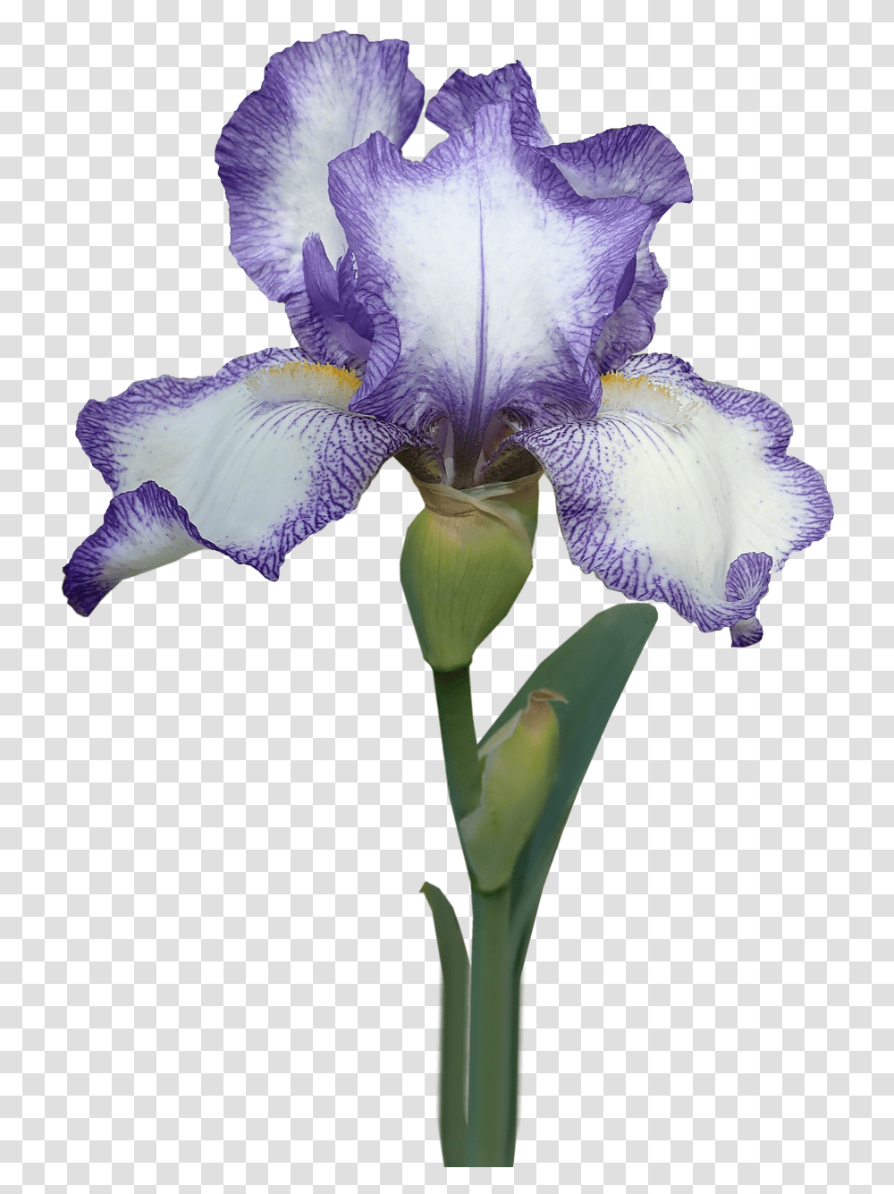 Flower Iris Stem Free Photo On Pixabay Iris Flower With Stem, Plant, Bird, Animal, Petal Transparent Png
