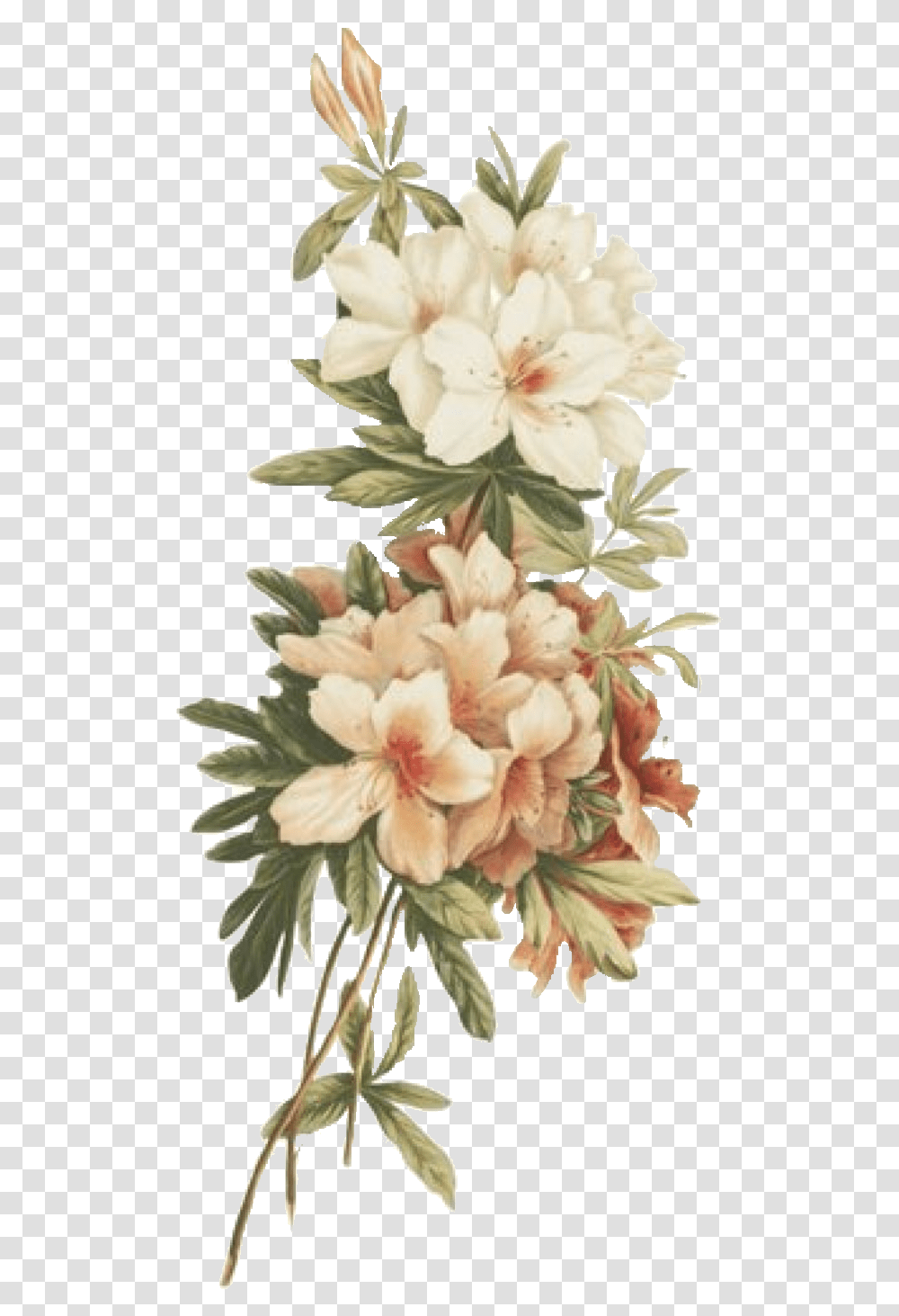 Flower Kpop Retro Vintage Tumblr Sticker By Yumi Vintage Flowers Background, Plant, Blossom, Geranium, Art Transparent Png
