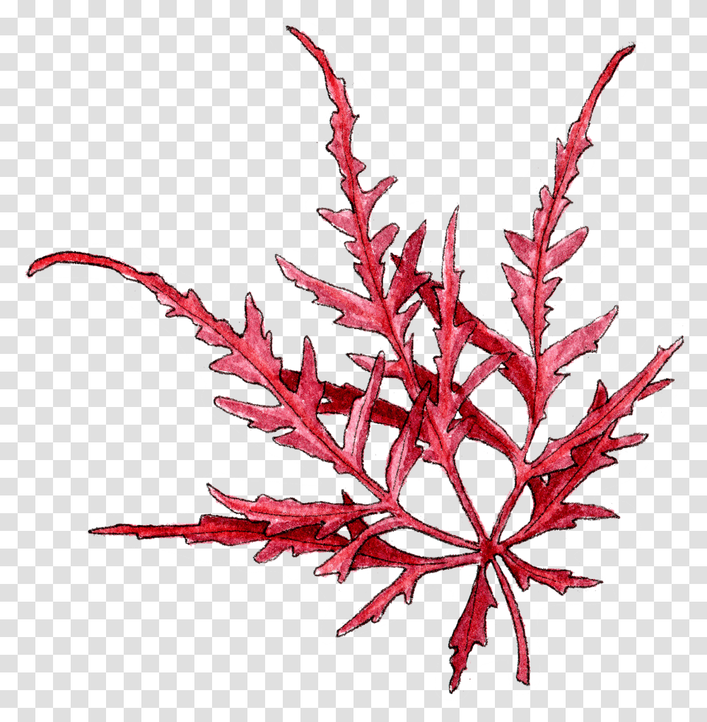 Flower, Leaf, Plant, Tree, Maple Transparent Png