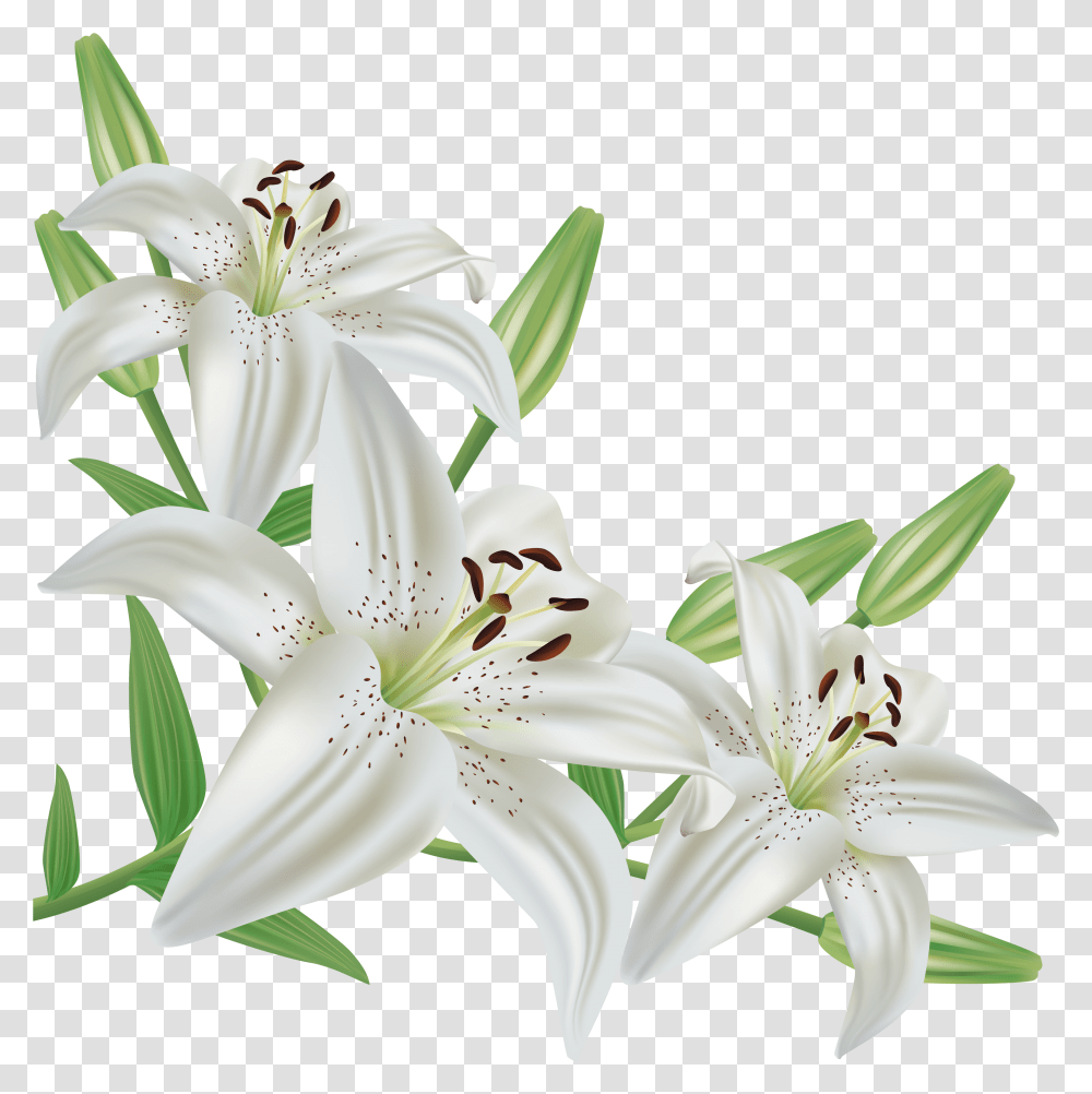 Flower Lilies White Backgrounds, Plant, Blossom, Lily, Amaryllis Transparent Png