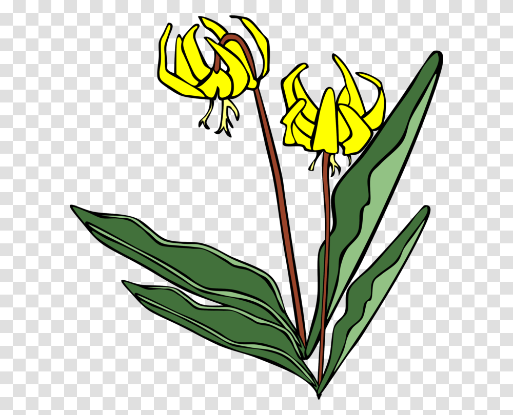 Flower Lily Computer Icons Yellow, Plant, Petal, Daffodil, Painting Transparent Png