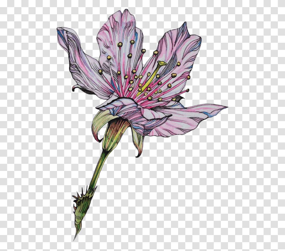 Flower Lily Drawing Art Tumblr Freetoedit, Plant, Bird, Animal, Petal Transparent Png