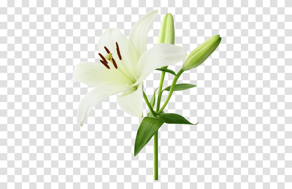 Flower Lily White Lily Flower, Plant, Blossom, Amaryllis, Pollen Transparent Png