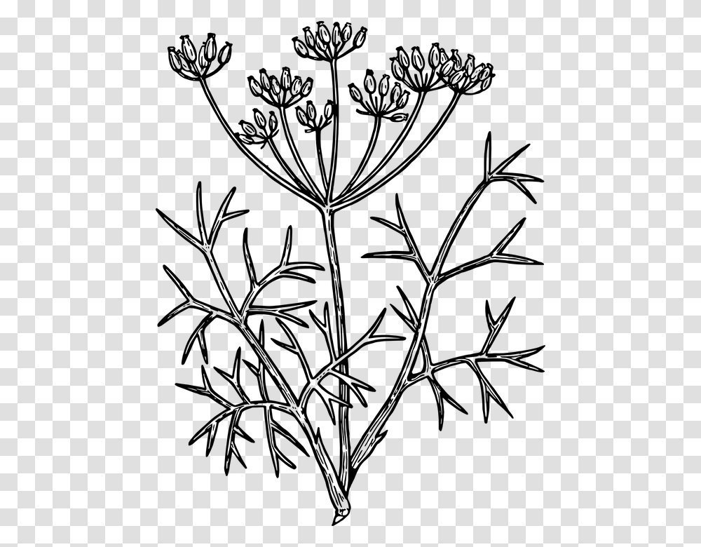 Flower Line Drawing 26 Buy Clip Art Fennel Drawing, Gray, World Of Warcraft Transparent Png