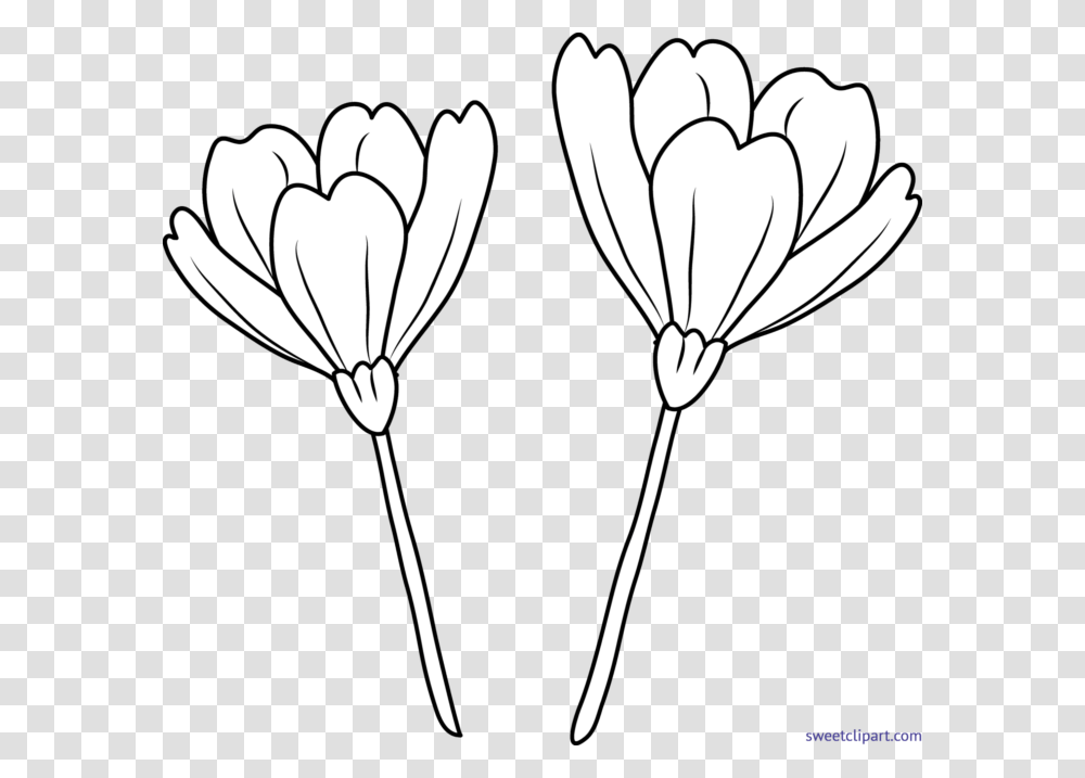 Flower Line Flower Line Art, Petal, Plant, Daisy, Daisies Transparent Png